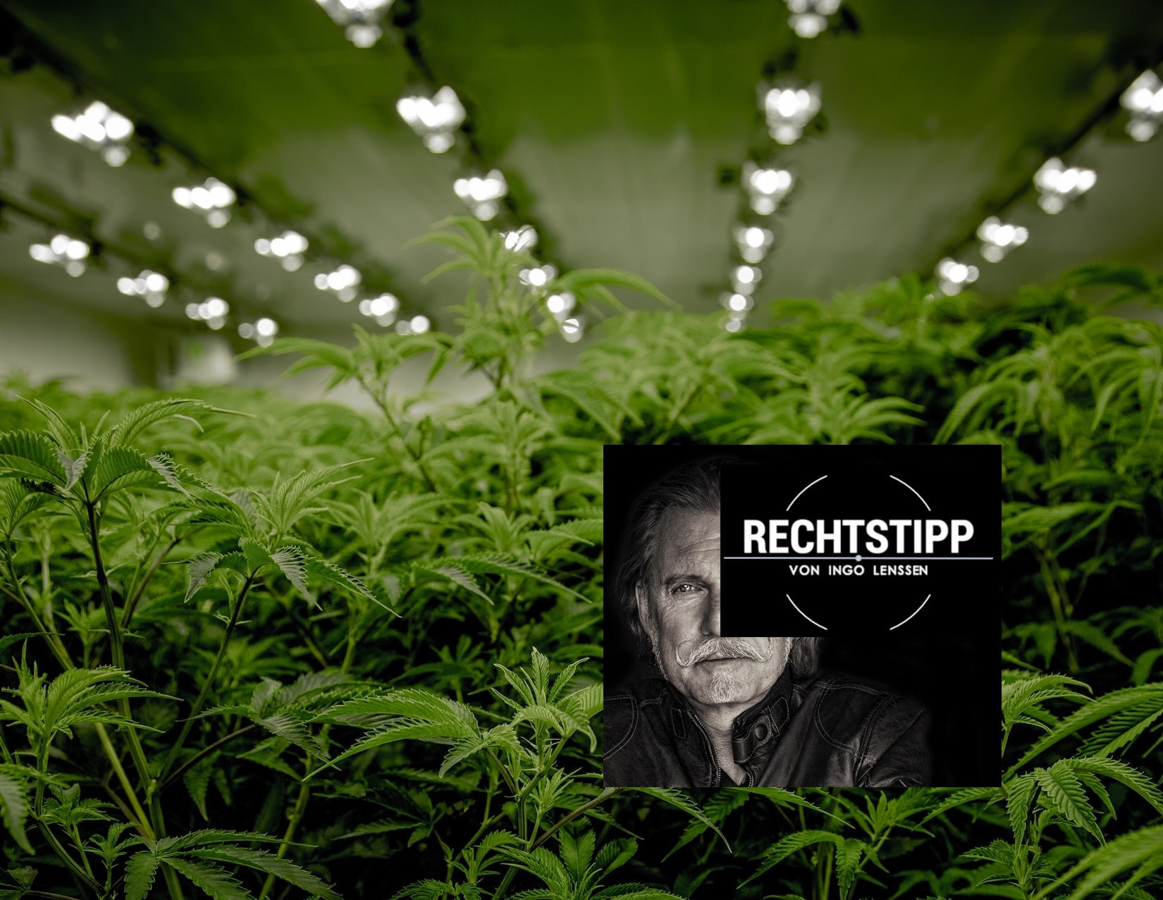 Cannabis-Anbau_unsplash